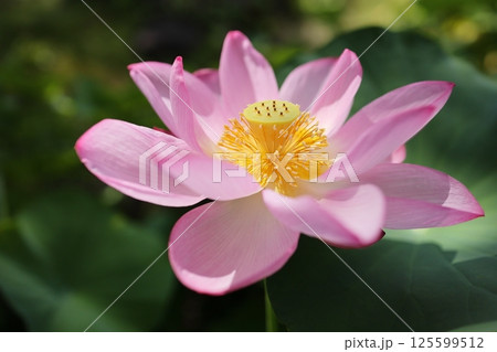 ピンクの大輪の蓮の花 125599512