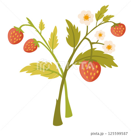 2116_strawberry_wild2 2116_strawberry_wild2 125599587