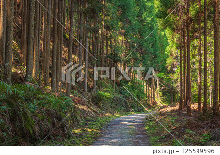 針葉樹林の中のハイキングコース　京都市高雄 125599596