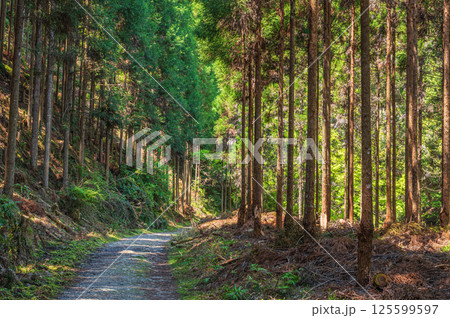 針葉樹林の中のハイキングコース　京都市高雄 125599597