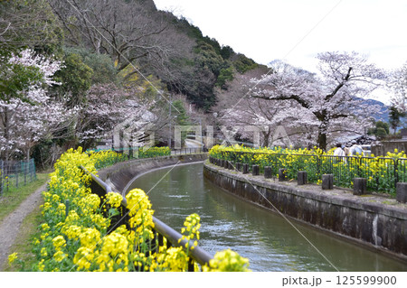 京都・山科疎水安珠橋の桜と菜の花の春風景 125599900