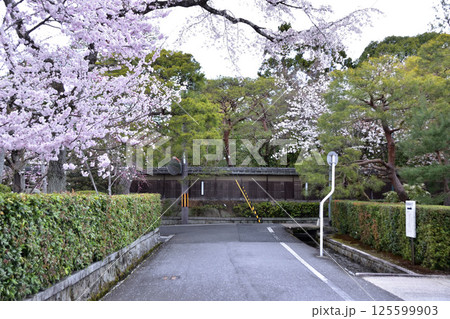 京都・岡崎・南禅寺別荘群の桜 125599903