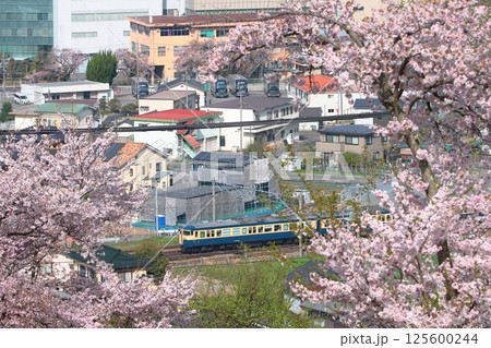 満開の桜と信濃川に見守られながら駆け抜けるしなの鉄道115系電車(横須賀色)_2025/4/19撮影 125600244