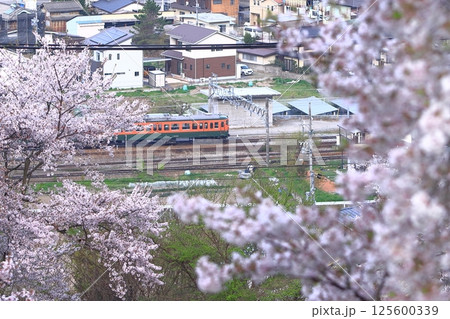 満開の桜と信濃川に見守られながら駆け抜けるしなの鉄道115系電車(湘南色)_2025/4/19撮 125600339