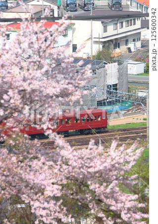 満開の桜の中を駆け抜けるしなの鉄道115系ろくもん号_2025/4/19撮 125600342