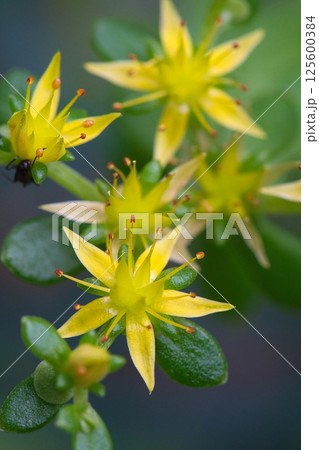 春5月黄色く小さいコモチマンネングサの花 125600384