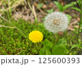 春の庭に咲くタンポポと綿毛のクローズアップ写真 125600393