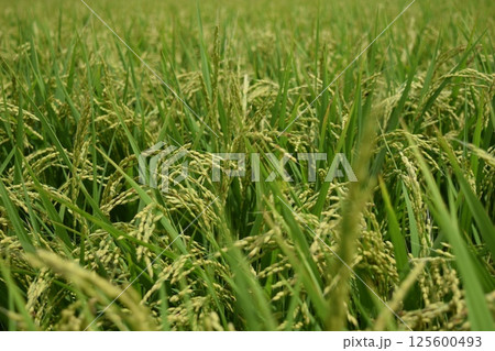 稔り始めた稲穂 庄内米 125600493