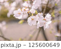 桜のアップ 125600649