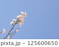 青空と桜 125600650
