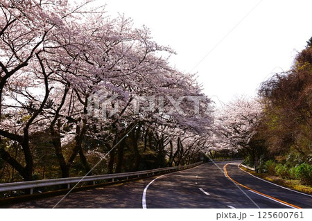御所の入駐車場付近の桜トンネル（ターンパイク箱根） 125600761