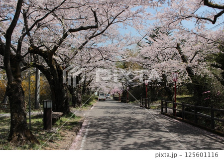 福島県岳温泉の桜坂 125601116
