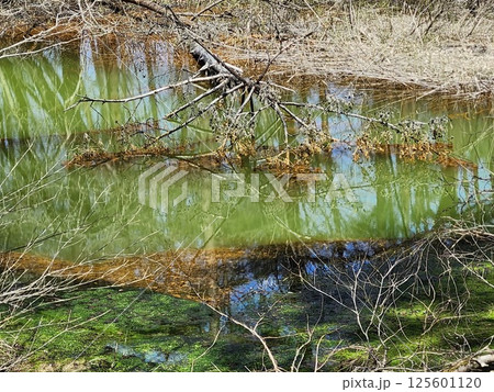 福島県耶麻郡の五色沼湖沼群　赤沼 125601120