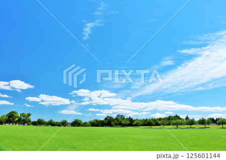 爽やかな夏の青空　新緑の公園風景 125601144