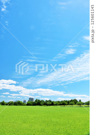 爽やかな夏の青空　新緑の公園風景 125601145