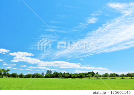 爽やかな夏の青空　新緑の公園風景 125601146