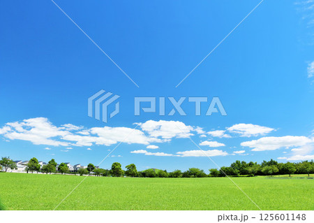 爽やかな夏の青空　新緑の公園風景 125601148