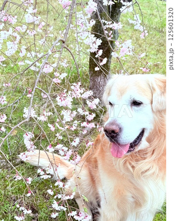 春を楽しむゴールデンレトリバー / Golden Retriever 125601320