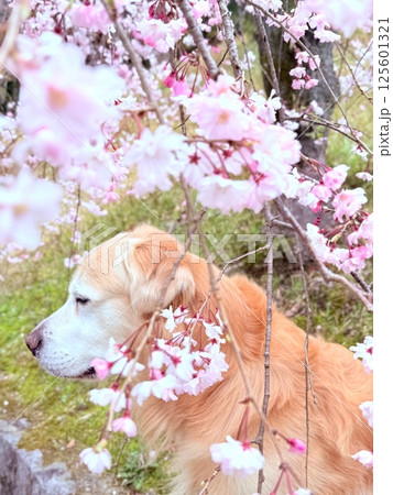 桜の香りを楽しむゴールデンレトリバー / Golden Retriever 125601321