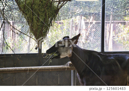 横浜動物園のオカピ 125601483