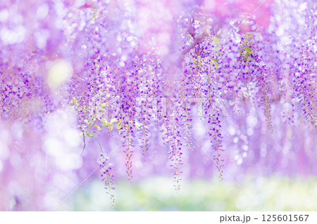 色鮮やかな藤の花 色鮮やかな藤の花 125601567