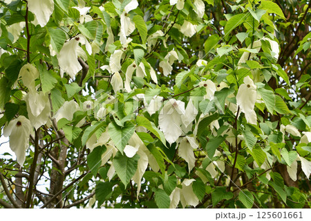 ハンカチノキ Handkerchief tree ハンカチノキ Handkerchief tree 125601661