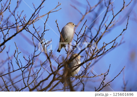 木にとまるコムクドリ 木にとまるコムクドリ 125601696