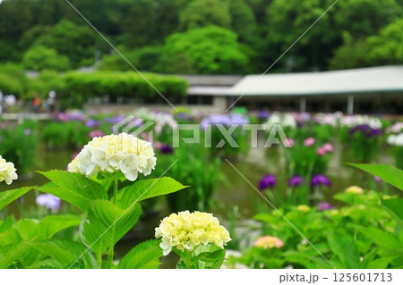 白い紫陽花 125601713