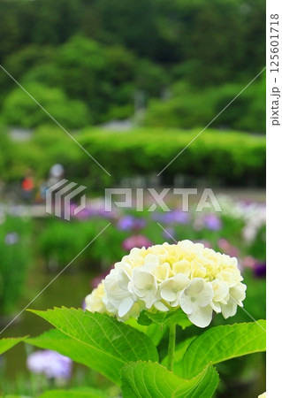 白い紫陽花 125601718