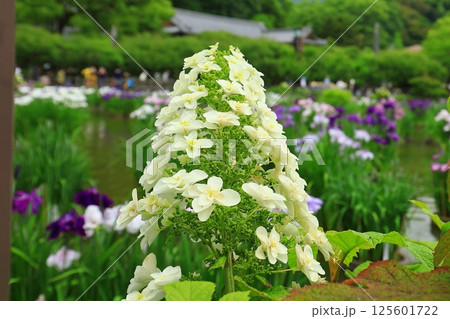白い紫陽花 125601722