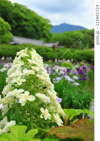 白い紫陽花 125601724
