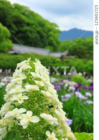 白い紫陽花 125601725