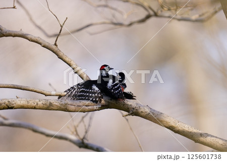 アカゲラのカップル アカゲラのカップル 125601738