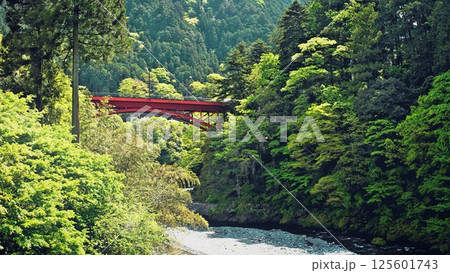 初夏の奥多摩の氷川渓谷 125601743
