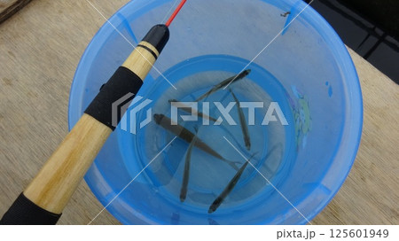 青いバケツとわかさぎと釣竿 北海道新篠津湖 青いバケツとわかさぎと釣竿 北海道新篠津湖 125601949