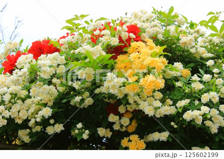 カラフルな春の花の彩 カラフルな春の花の彩 125602199