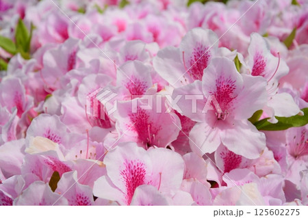 ピンク色のつつじの花 125602275