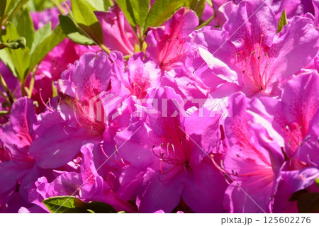 ピンク色のつつじの花 ピンク色のつつじの花 125602276