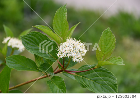 シラタマミズキ「シビリカ」 125602584