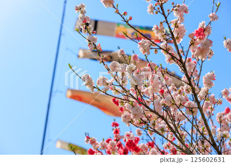 こいのぼりと満開の花桃|春爛漫の花桃の里 こいのぼりと満開の花桃|春爛漫の花桃の里 125602631