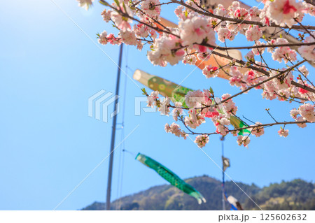 こいのぼりと満開の花桃｜春爛漫の花桃の里 125602632
