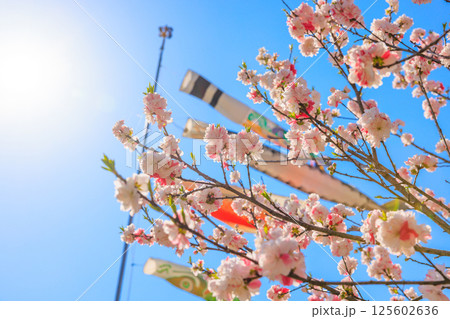 こいのぼりと満開の花桃｜春爛漫の花桃の里 125602636