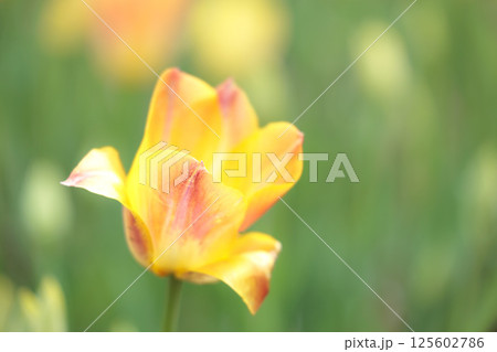 春の陽光を浴びて色とりどりに輝くチューリップ 125602786