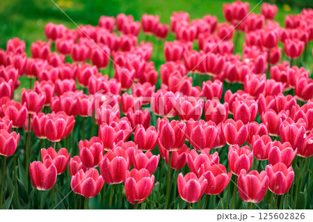 春の陽光を浴びて色とりどりに輝くチューリップ 125602826