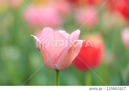 春の陽光を浴びて色とりどりに輝くチューリップ 125602827
