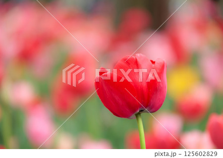 春の陽光を浴びて色とりどりに輝くチューリップ 125602829