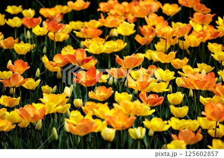 春の陽光を浴びて色とりどりに輝くチューリップ 125602857