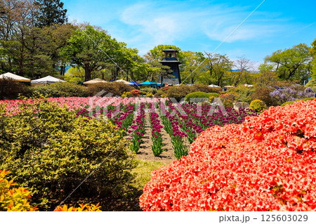 花咲く沼田城址公園 125603029