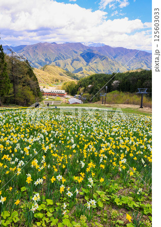 水仙の花畑(縦) 水仙の花畑(縦) 125603033