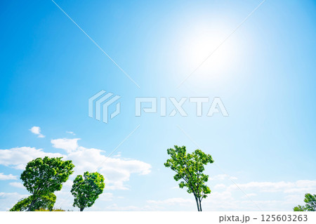 青空と雲と木立 125603263